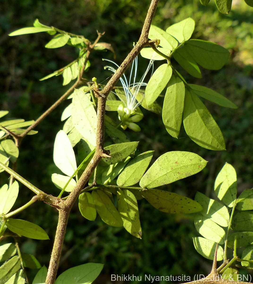 Thailentadopsis nitida (Vahl) G.P.Lewis & Schrire